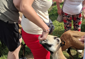 Grupa osób karmi kozy.
