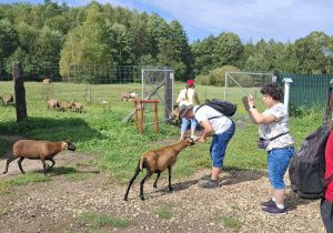 Grupa osób karmi kozy.